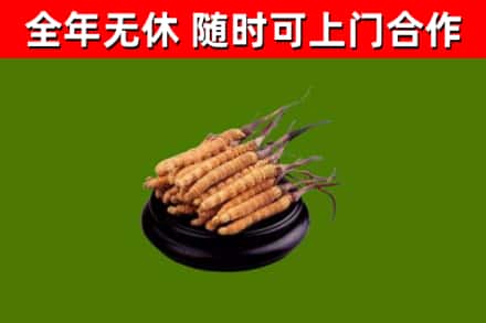 阳西县回收冬虫夏草