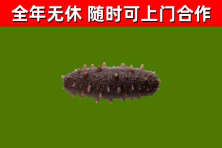 阳西县回收海参干